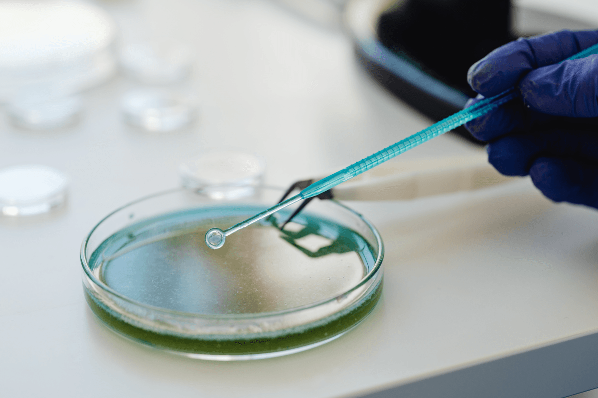 Petri Dish: Uses, Types, and Importance in Microbiology