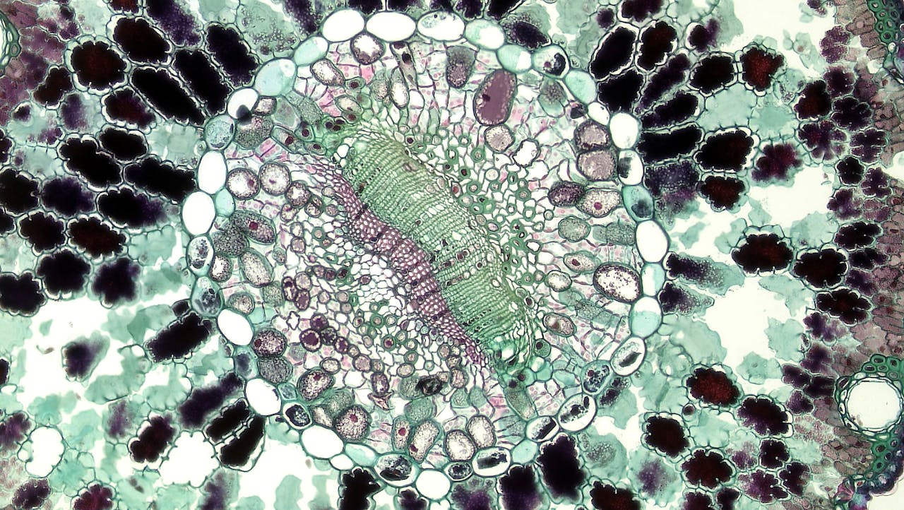 Negative Staining: A Technique for Visualizing Bacteria